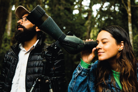 Boquete: Birdwatching in the wild, Chiriquí Boquete, Chiriquí: The charm of birds