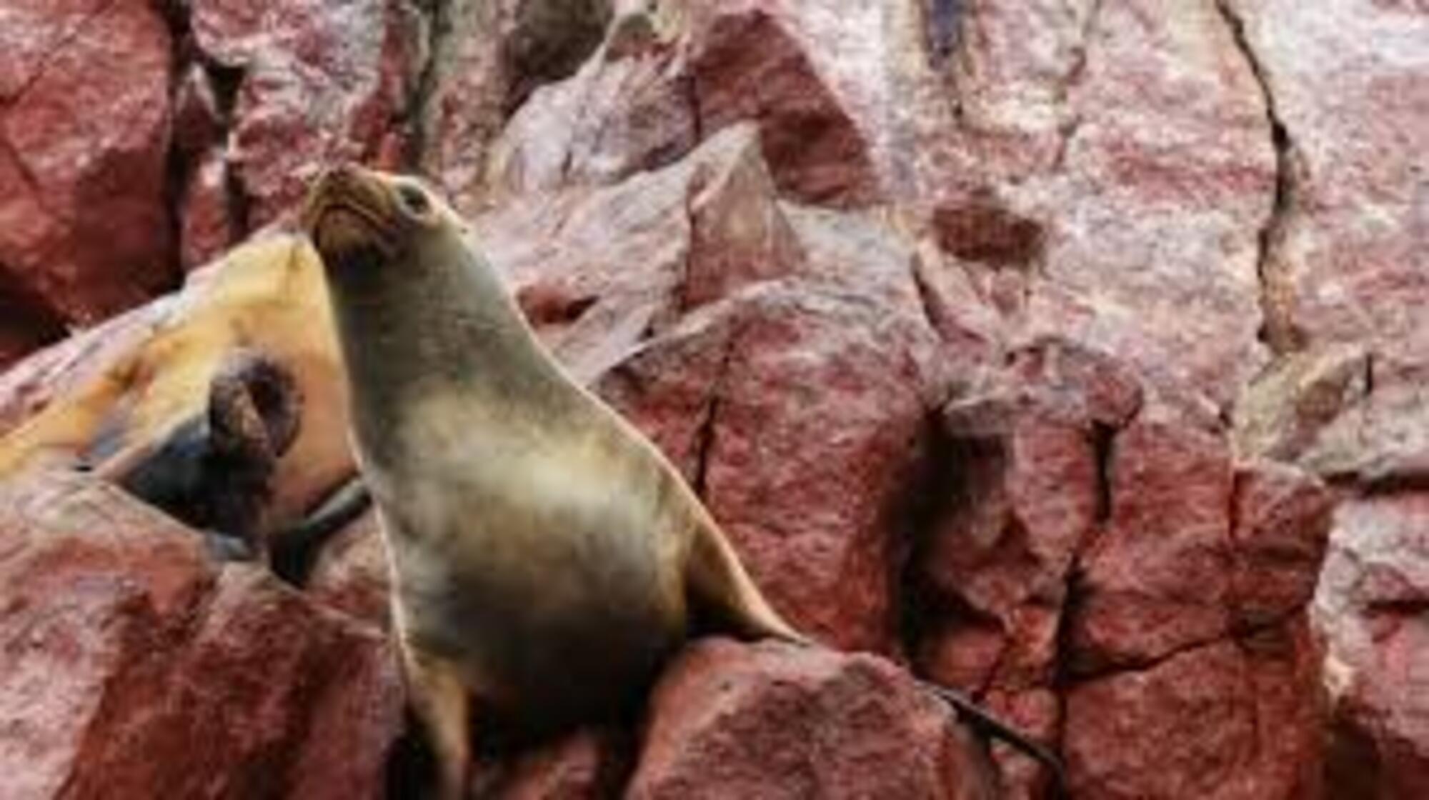 Ab Ica: Ballestas-Inseln & Paracas-Reservat, Rundfahrt