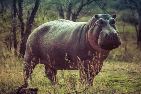 Tanzania: 4-Day Mid-Range Tour Tara, Serengeti & Ngorongoro