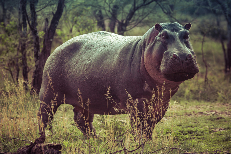 Tanzania: 4-Day Mid-Range Tour Tara, Serengeti & Ngorongoro