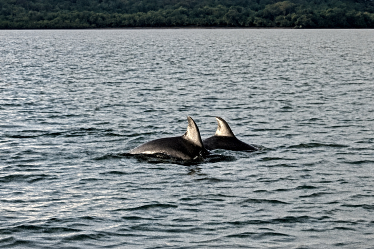 Boca Chica: Sunset boat tour and seaside dinner Shared sunset boat tour and dinner