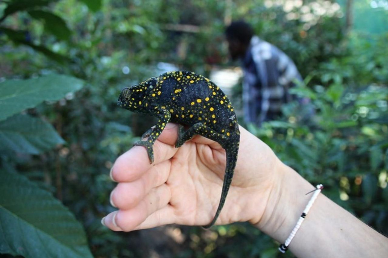 Zanzibar: Floresta de Jozani, centro de borboletas e praia de MtendeTour particular com traslado de ida e volta no hotel incluído