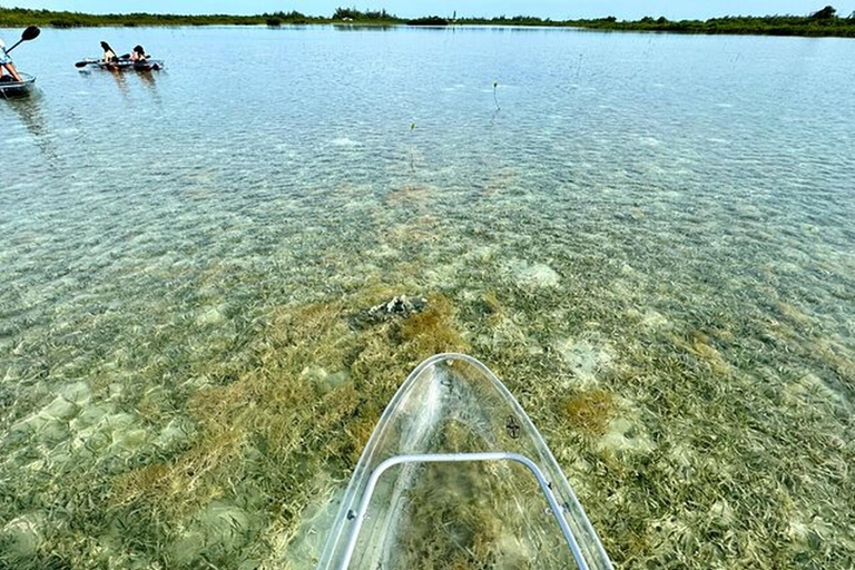 Key West Area: Guided Clear Kayak Eco-Tour