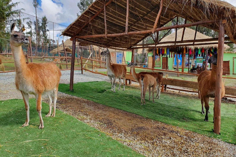 Excursão à fazenda de alpacas e lhamas com demonstração de tecelagem