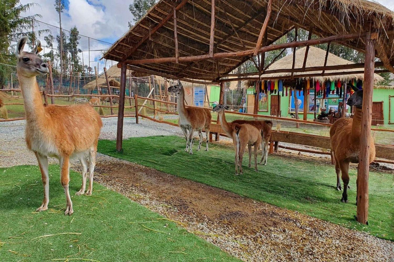 Escursione alla fattoria degli alpaca e dei lama con dimostrazione di tessitura