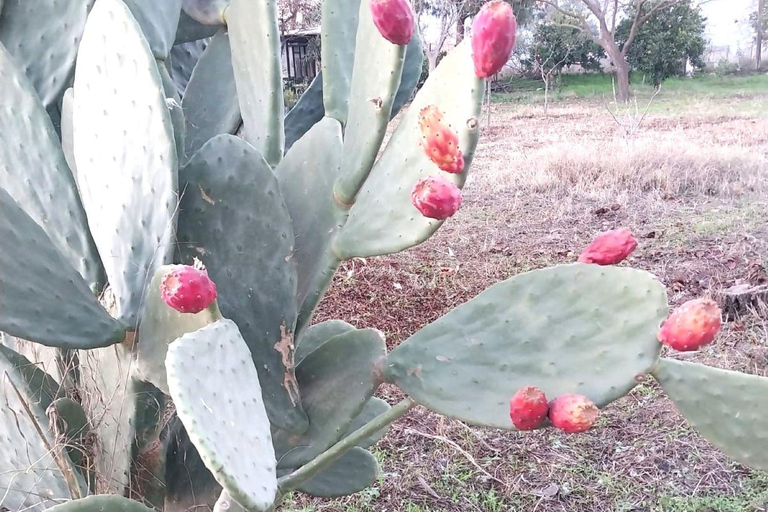Kusadası: Countryside Tour with Lunch and Drinks