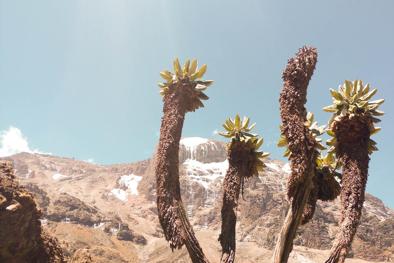 8 Días Ruta Lemosho Escalada al Kilimanjaro