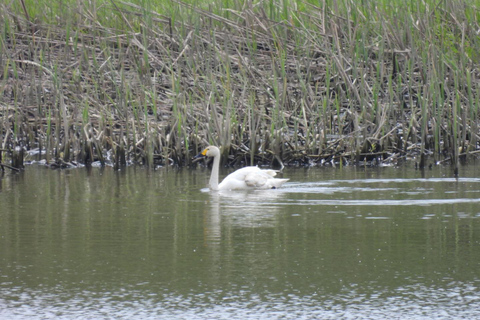 Hokkaido: Birdwatching at Lake Utonai with a Guide