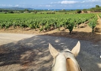 Reiten + Weinprobe in Ramatuelle - Hizvo