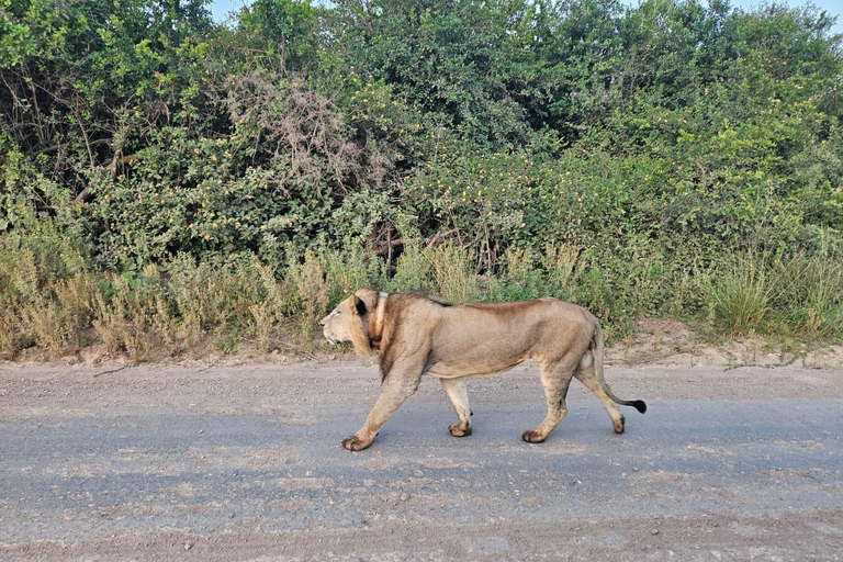 Parc national de Nairobi : promenade nocturne avec prise en charge gratuite