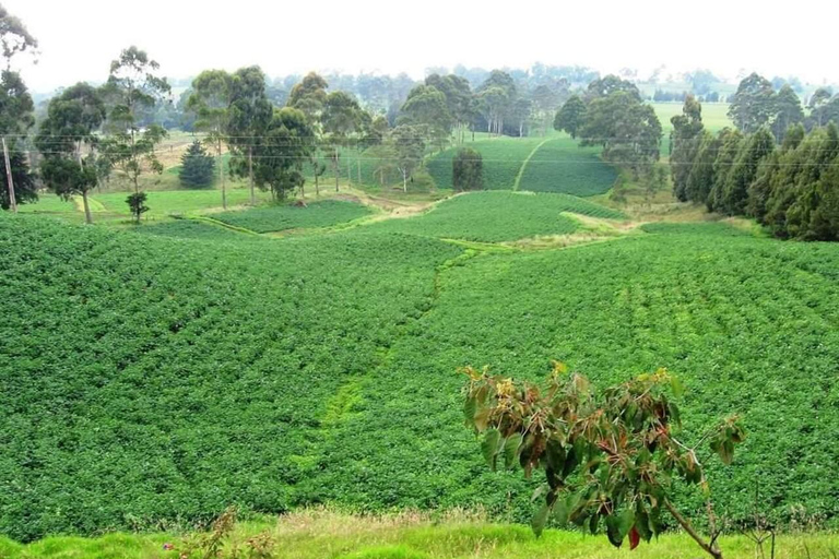 MEDELLIN: WYCIECZKA MLECZARSKA + SZWAJCARIA KOLUMBIJSKA