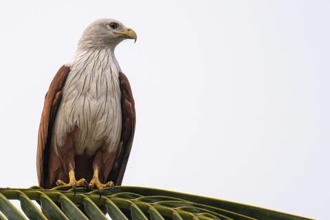 Galle Day Trip with a transfer to your next destination from Ella to Colombo/Negombo drop