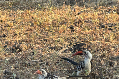 Addis Abeba: Awash-Nationalpark &amp; Harar 4-tägige Tour