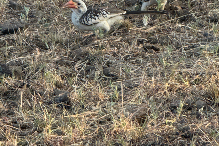 Addis Abeba: Awash-Nationalpark &amp; Harar 4-tägige Tour