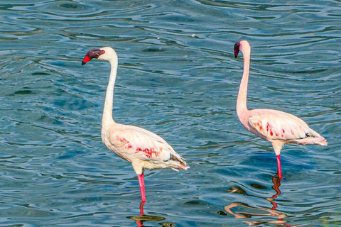 Nairobi: Lake Bogoria Canoe and Birdwatching Tour