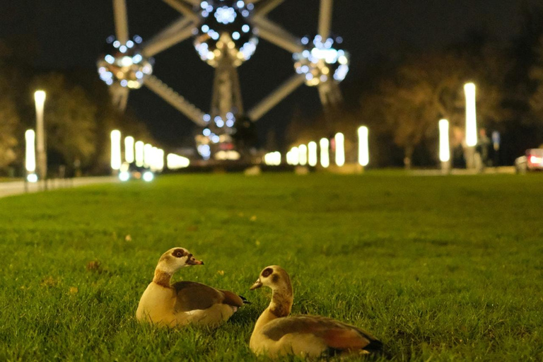 Brussels Night Tour by Car