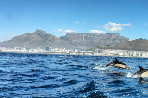 Kaapstad: safari op zee vanuit V&amp;A Waterfront