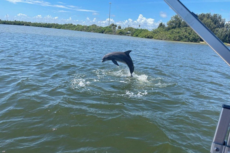 Cocoa Beach: Dolphin & Manatee Small Group Eco Boat Tour