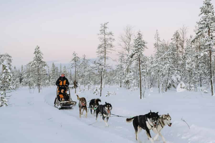 Rovaniemi: Husky-Tour für Erwachsene in Kleingruppe, 12–18 km. Foto: GetYourGuide