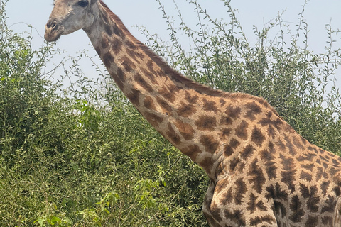 From Livingstone: Luxury Full‑Day Chobe Safari