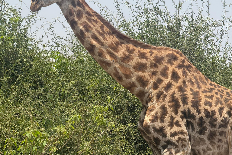 From Livingstone: Luxury Full‑Day Chobe Safari