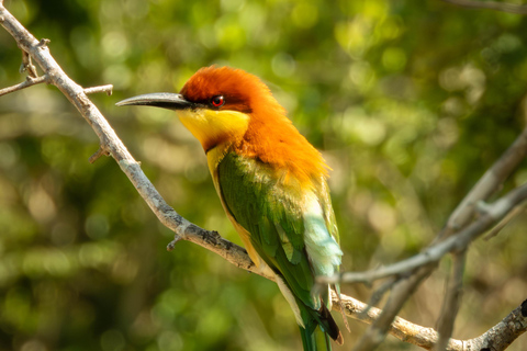 Yala: Expert Naturalist Safari, All-Inclusive & Dining Colombo, Katunayake, Negambo Area