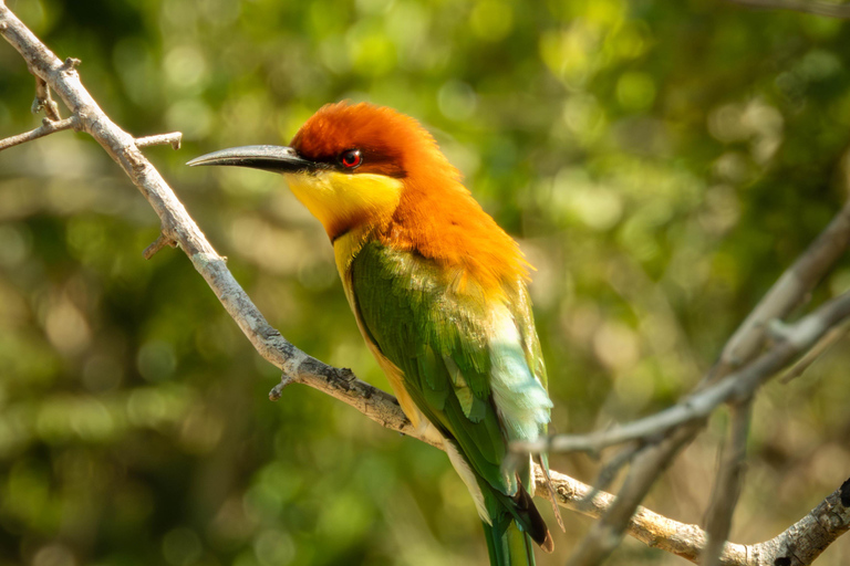Yala: Expert Naturalist Safari, All-Inclusive & Dining Colombo, Katunayake, Negambo Area