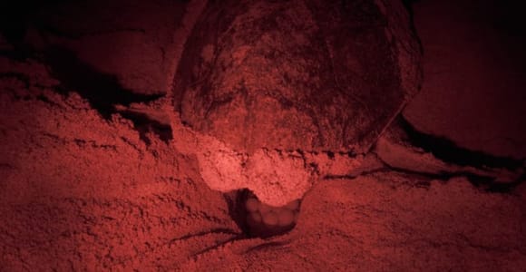 Sal: Sea Turtle Nesting Tour with Marine Biologist
