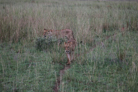 7 jours d'observation des oiseaux, de la chute de Murchison, du Royal Mile et des Big Five