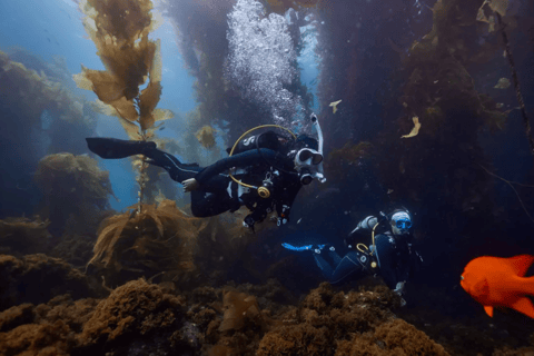 Private Catalina Island Beginner Scuba Adventure
