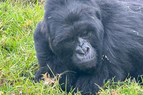 1-Day Rwanda Gorilla Trekking Volcanoes National Park