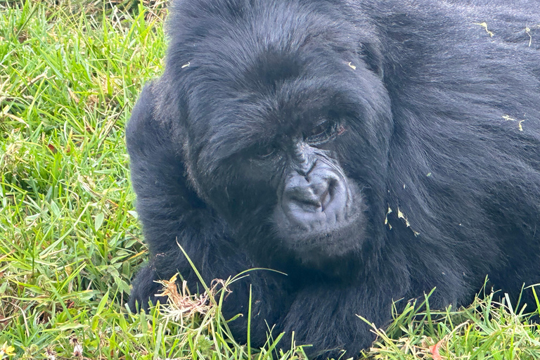1-Day Rwanda Gorilla Trekking Volcanoes National Park
