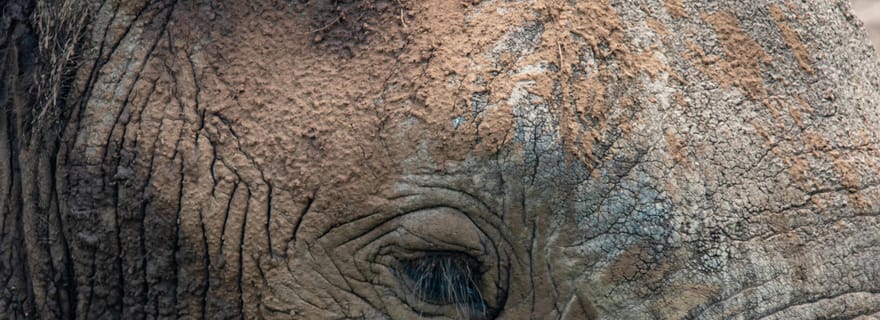 Safari de luxe de 2 jours à la rencontre des Big Five | Tarangire et cratère du Ngorongoro