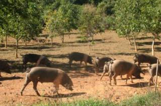 Siena: Besuch der typischen Cinta-Schweinefarm
