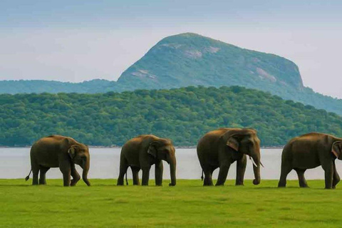 Polonnaruwa: Danigala Hike, Maduru Oya Safari and Kandy Drop