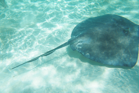 Grand Cayman: Catamaran Cruise with Stingray City & Snorkel