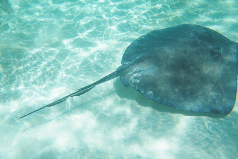 Grand Cayman: Catamaran Cruise with Stingray City & Snorkel
