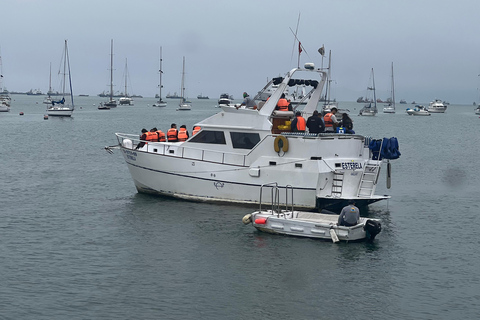 Lima: Palomino Island Marine Adventure Tour swimming with Sea Lions