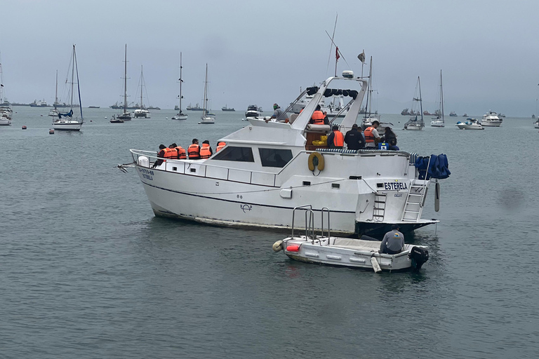 Lima: Tour a Isla Palomino Aventura Marina