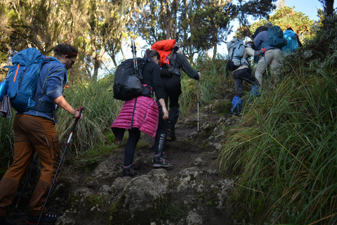 Meilleure excursion d&#039;une journée sur le mont Kilimandjaro via la route Machame