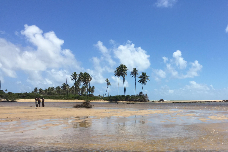 Salvador North Shore: Beach Hopping Tour to Praia do Forte