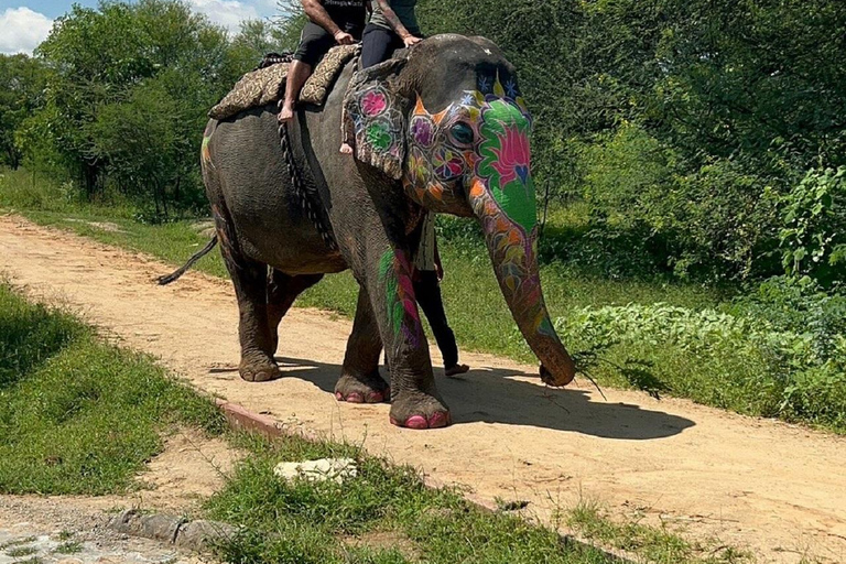 Jaipur: Hathigao Elephant Village Ride, Feeding, & Photos Riding, Feeding, Climbing And Photography with Elephant