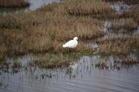 From Valparaiso: Private Mantagua Wetlands & Penguins Tour