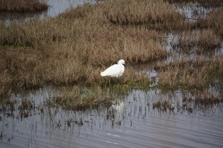 From Valparaiso: Private Mantagua Wetlands & Penguins Tour