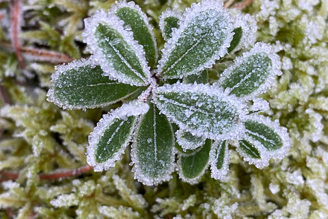Stockholm: Dog Walk in Nature Reserve with Swedish Fika