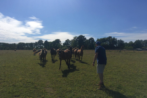 Equicoaching - experience the connection with horses in Normandy Family equicoaching: experience connection with horses - Normandy