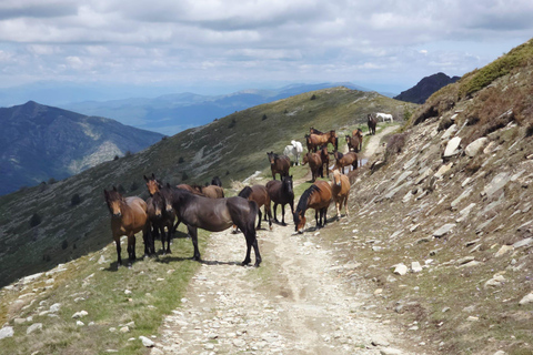 Jeep Safari Pelister, from Ohrid & Bitola.