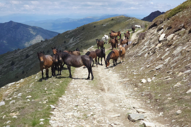 Jeep Safari Pelister, from Ohrid & Bitola.