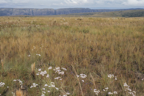 From São Paulo: 5-Day Serra da Canastra Wildlife Safari