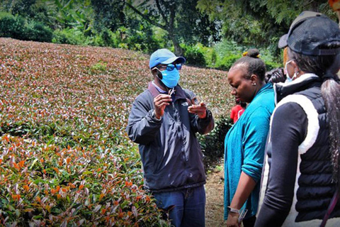 Purple Tea Farm Tour